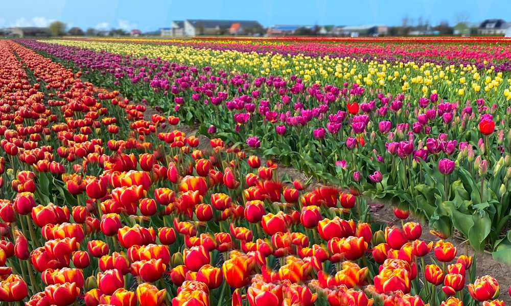 Beeld bollenvelden title=